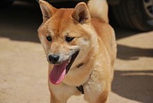 SHIBA 